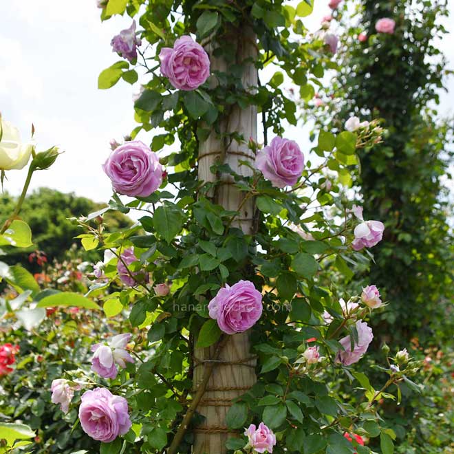 バラ エーデルシュタイン|花の手帖の薔薇図鑑