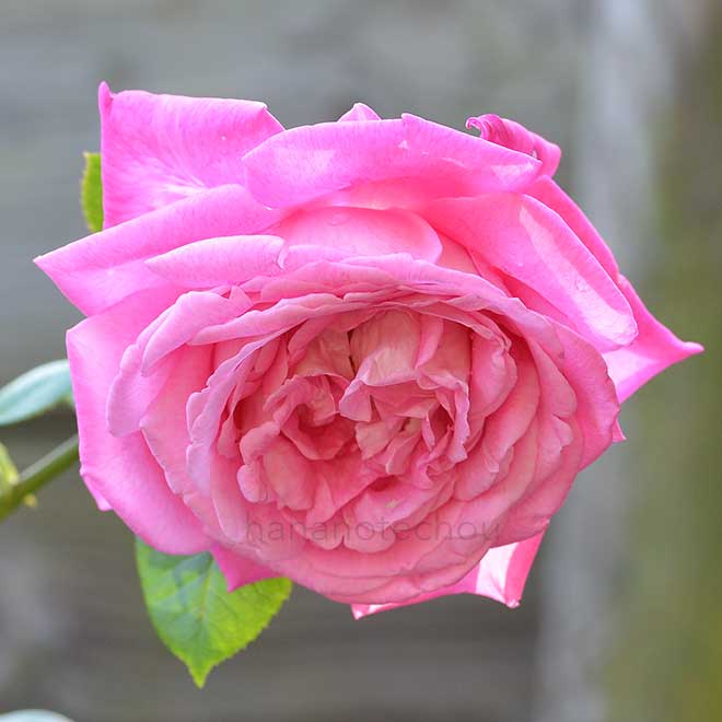 バラ エデン ローズ｜花の手帖の薔薇図鑑