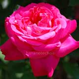 バラ ｜花の手帖の薔薇図鑑