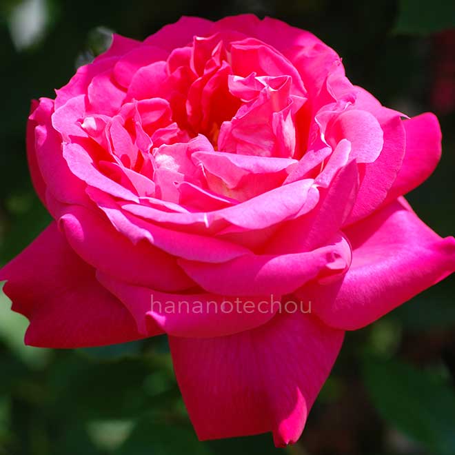 バラ つるエデンローズ｜花の手帖の薔薇図鑑