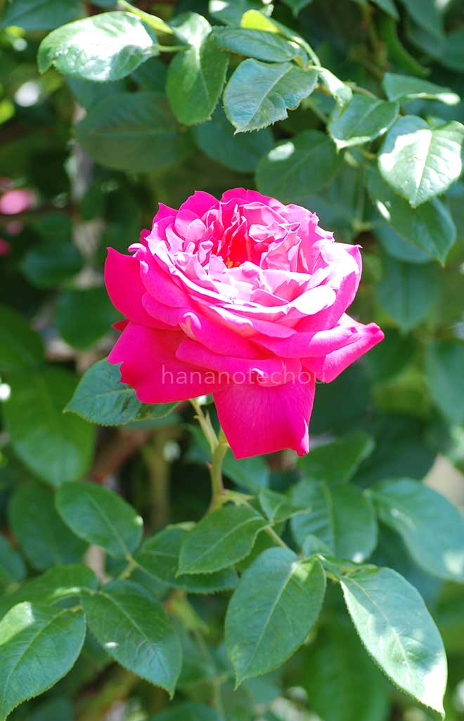 バラ つるエデンローズ｜花の手帖の薔薇図鑑