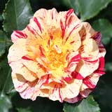 バラ エドガードガ｜花の手帖の薔薇図鑑