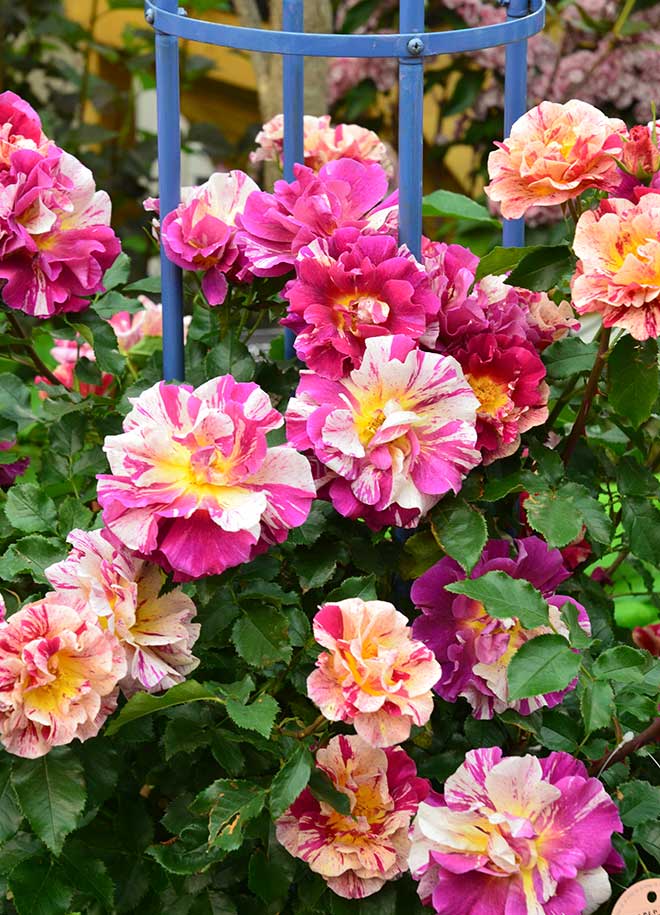 バラ エドガー ドガ｜花の手帖の薔薇図鑑