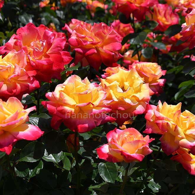 バラ 栄光｜花の手帖の薔薇図鑑