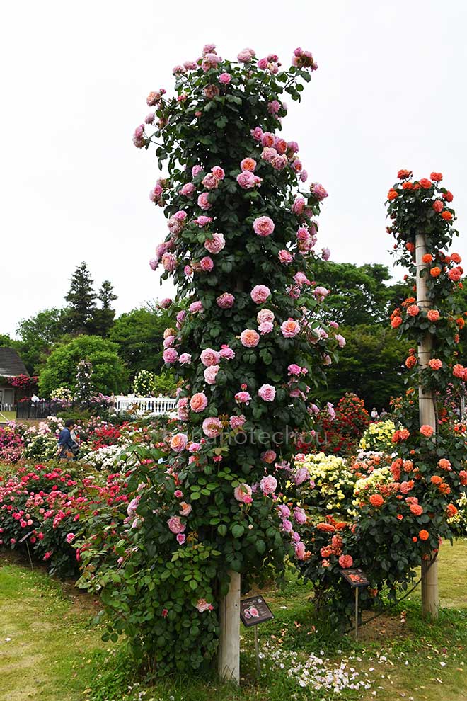 バラ アイスフォーゲル｜花の手帖の薔薇図鑑