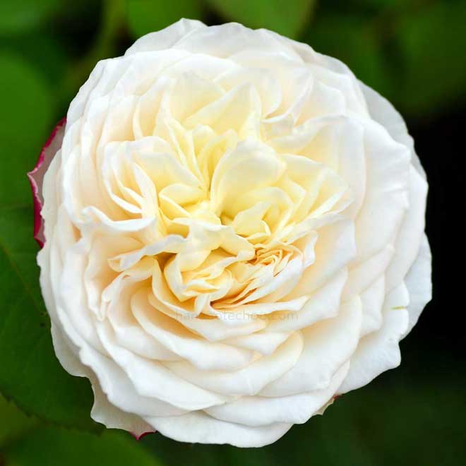 バラ エリアーヌジレ|花の手帖の薔薇図鑑