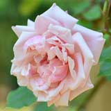 バラ エリーボービアン|花の手帖の薔薇図鑑