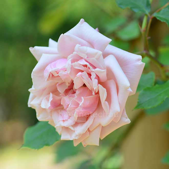 バラ エリー ボービアン|花の手帖の薔薇図鑑