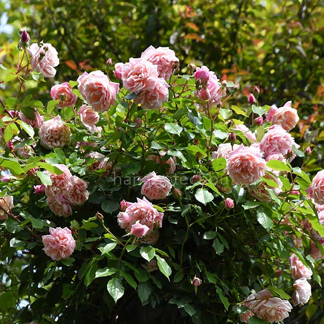 バラ エリー ボービアン|花の手帖の薔薇図鑑