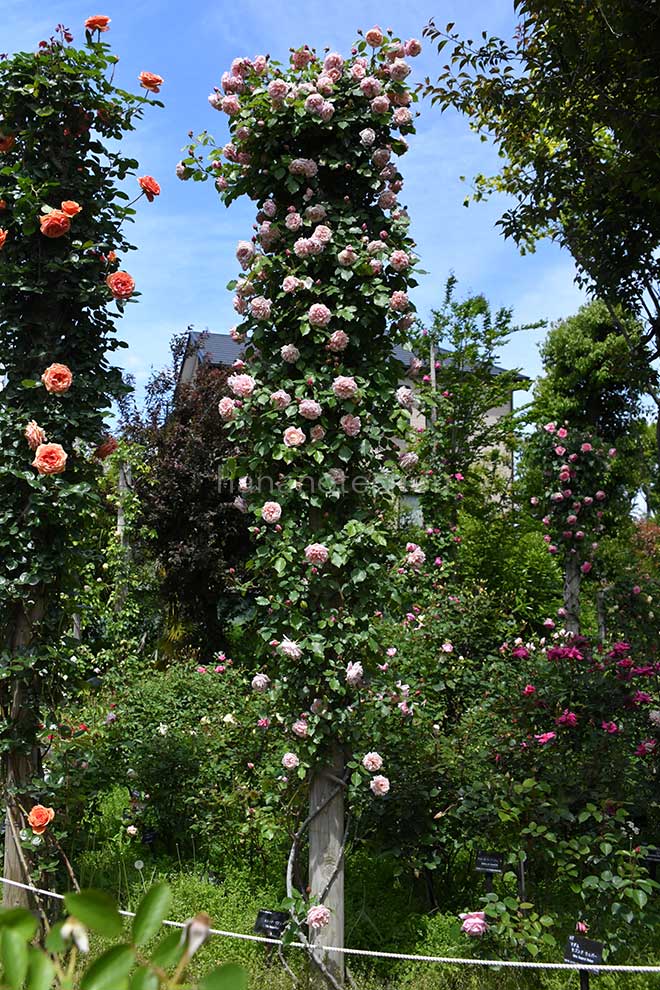 バラ エリー ボービアン|花の手帖の薔薇図鑑