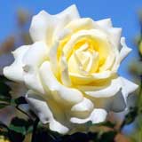 バラ エリナ｜花の手帖の薔薇図鑑