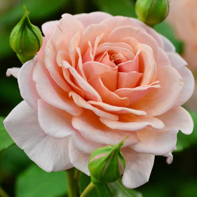 バラ エリザベススチュワート|花の手帖の薔薇図鑑