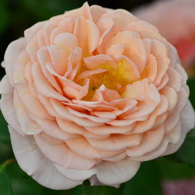 バラ エリザベススチュワート|花の手帖の薔薇図鑑