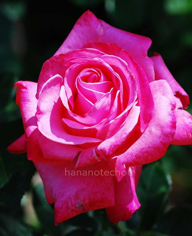 バラ エリザベス テイラー|花の手帖の薔薇図鑑