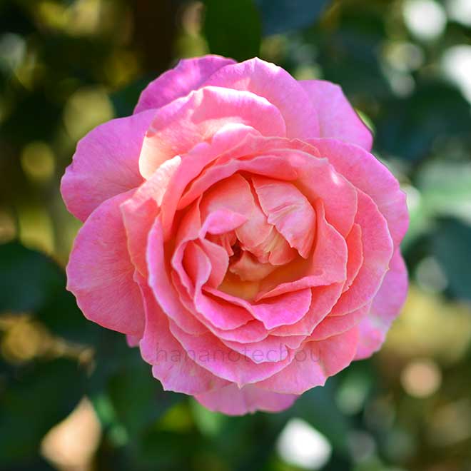 バラ エル|花の手帖の薔薇図鑑