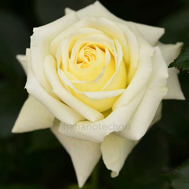 バラ ｜花の手帖の薔薇図鑑