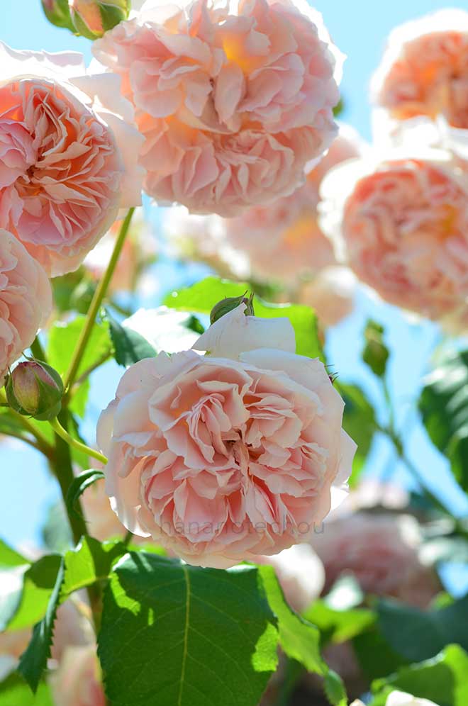 バラ エマニュエル｜花の手帖の薔薇図鑑