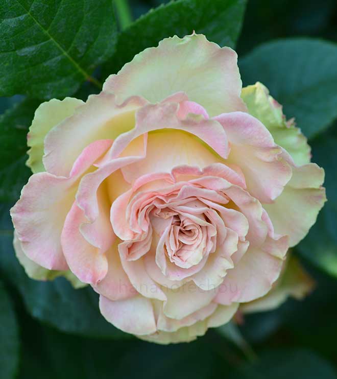 バラ エメラルド アイル|花の手帖の薔薇図鑑