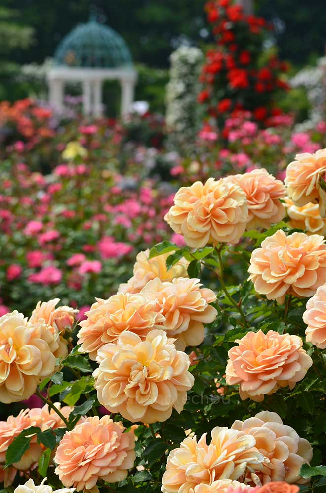 バラ 笑み｜花の手帖の薔薇図鑑