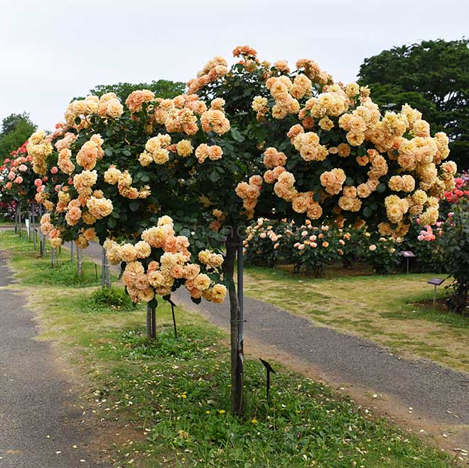 バラ 笑み｜花の手帖の薔薇図鑑