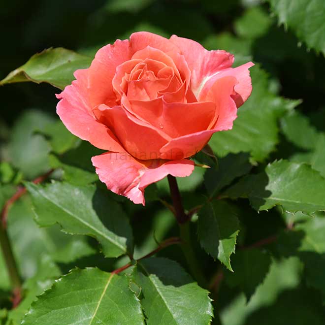 バラ エミリアンギヨー|花の手帖の薔薇図鑑