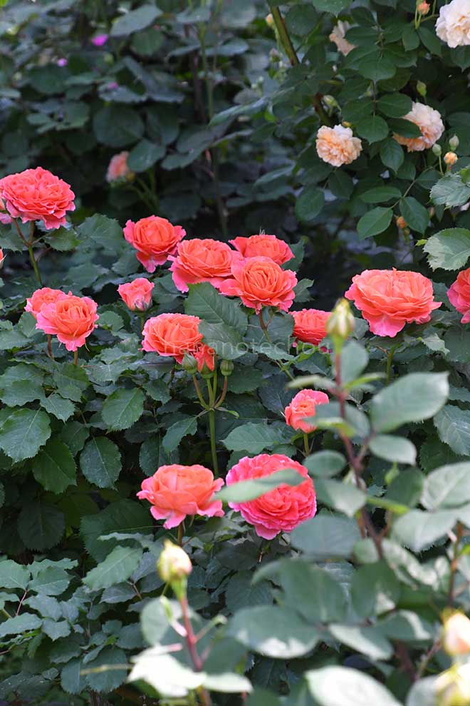 バラ エミリアンギヨー|花の手帖の薔薇図鑑