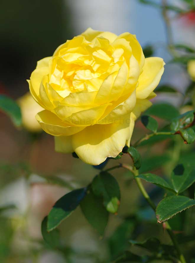 バラ エミール ノルデ｜花の手帖の薔薇図鑑