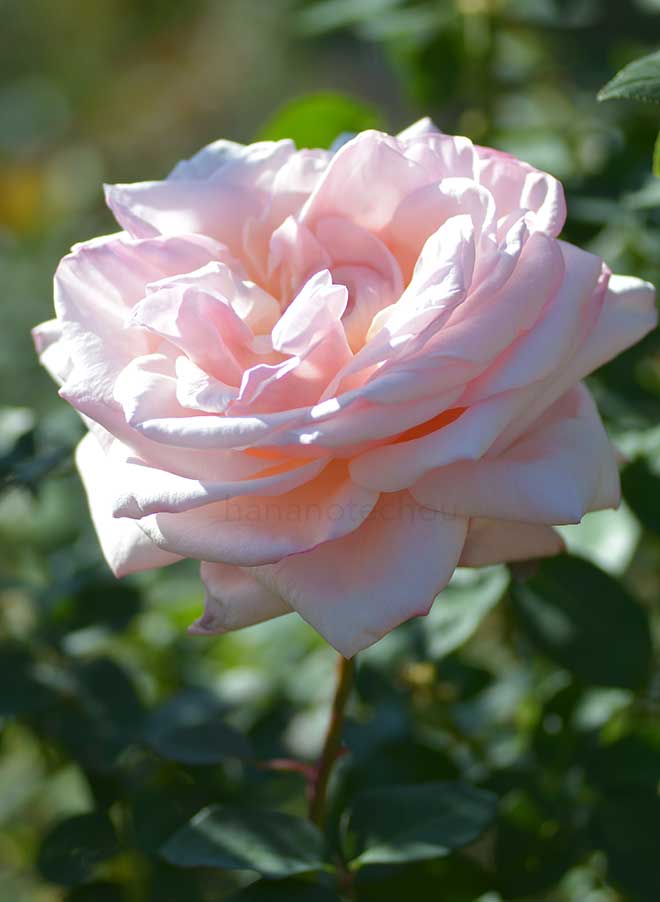 バラ エミリー|花の手帖の薔薇図鑑