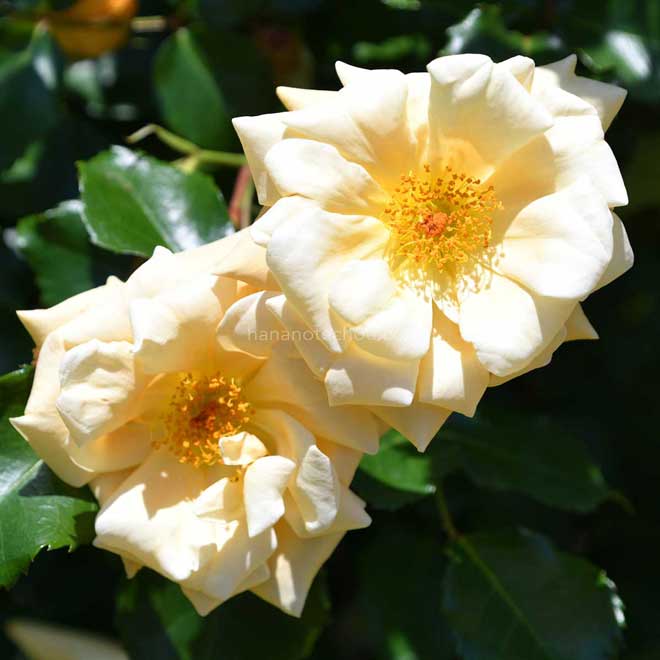 バラ エミリー グレイ｜花の手帖の薔薇図鑑