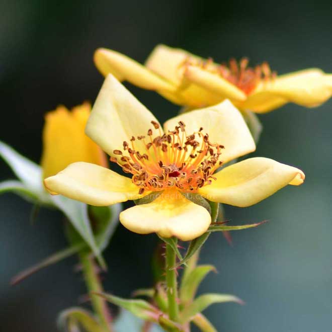 バラ エミリールイーズ｜花の手帖の薔薇図鑑
