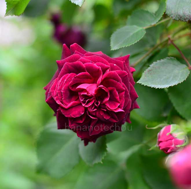 バラ アンプルール ド マロック|花の手帖の薔薇図鑑