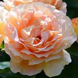 バラ シェイラズパルファン｜花の手帖の薔薇図鑑