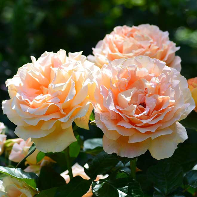 バラ エンプレス ミチコ|花の手帖の薔薇図鑑