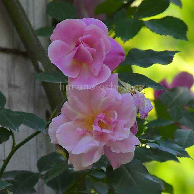 バラ エンプレス オブ チャイナ|花の手帖の薔薇図鑑