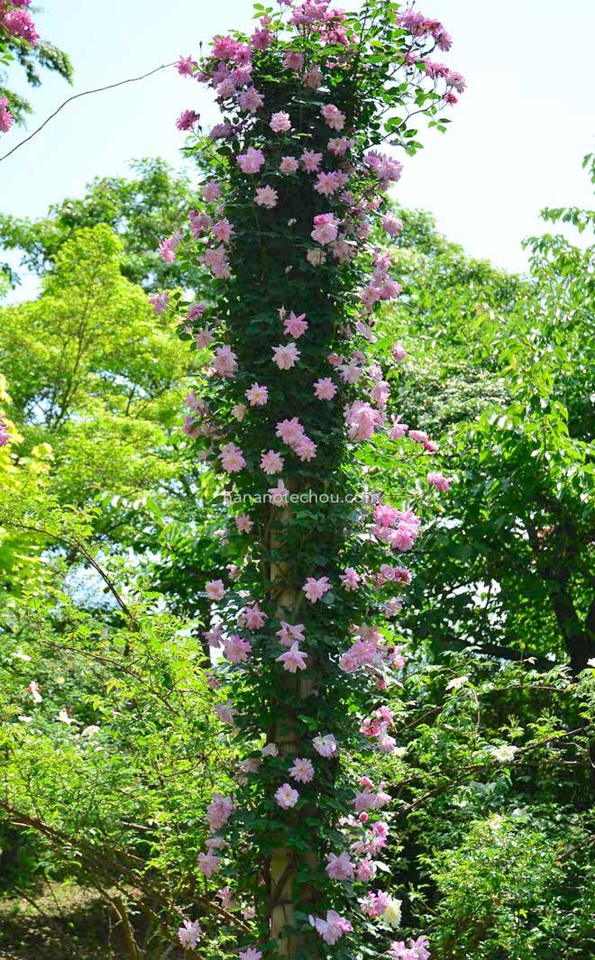 バラ エンプレス オブ チャイナ|花の手帖の薔薇図鑑
