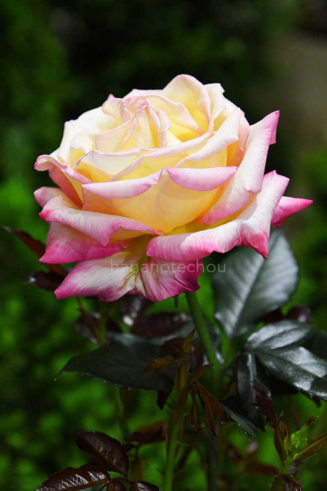 バラ エンチャンティッドピース|花の手帖の薔薇図鑑