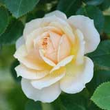 バラ イングリッシュ ガーデン|花の手帖の薔薇図鑑