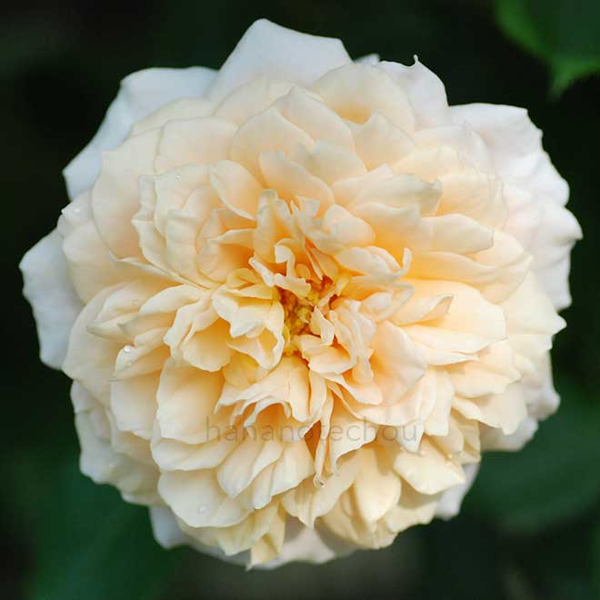 バラ イングリッシュ ガーデン｜花の手帖の薔薇図鑑