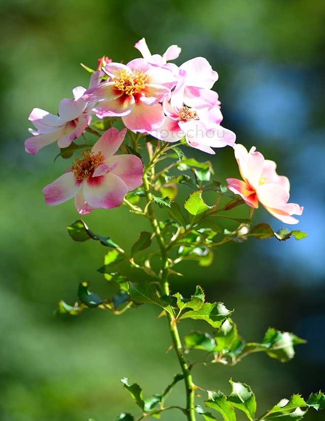 バラ エリドゥ バビロン｜花の手帖の薔薇図鑑