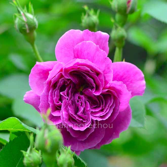 バラ |花の手帖の薔薇図鑑