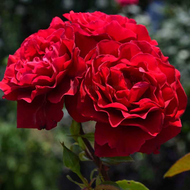 バラ エロティカ|花の手帖の薔薇図鑑