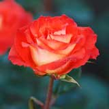 バラ マタドール｜花の手帖の薔薇図鑑