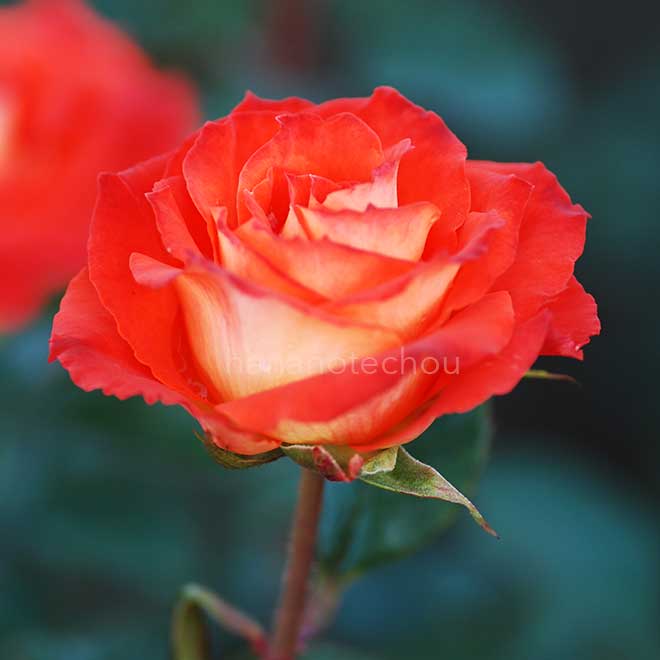 バラ エスター オファリム｜花の手帖の薔薇図鑑