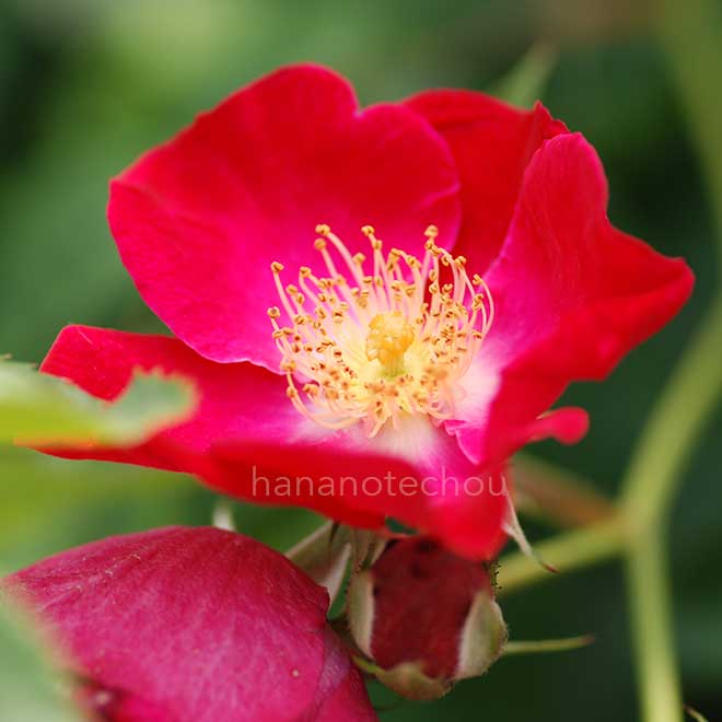 バラ エバ|花の手帖の薔薇図鑑