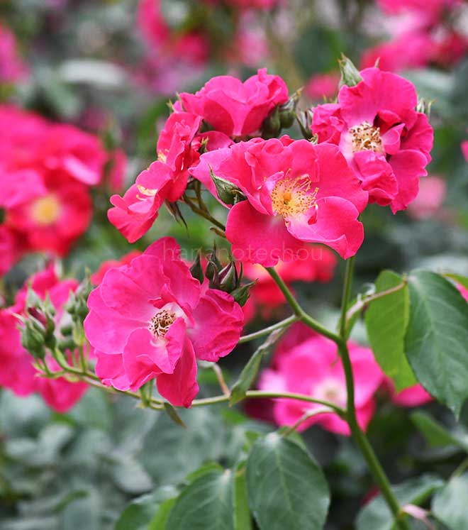 バラ エバ|花の手帖の薔薇図鑑