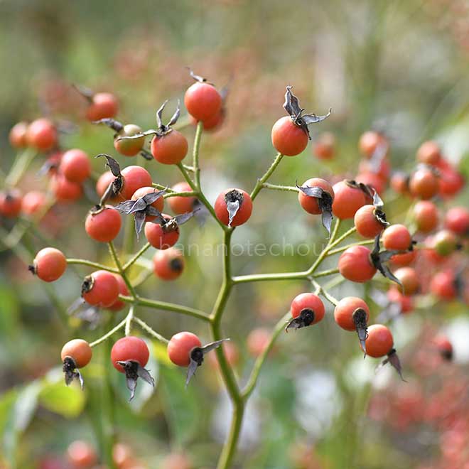 バラ エバ|花の手帖の薔薇図鑑