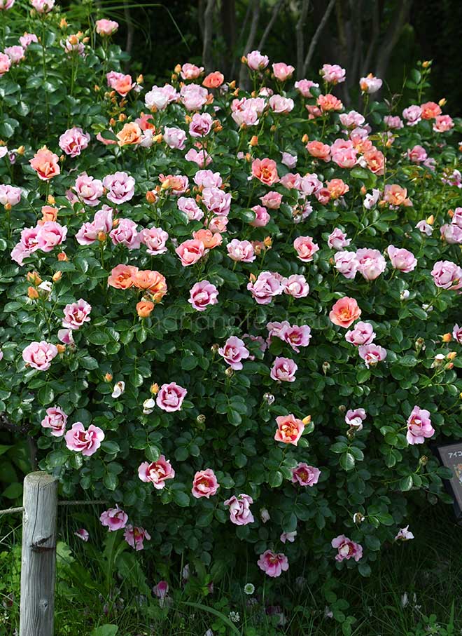 バラ アイコニック ハニー レモネード｜花の手帖の薔薇図鑑