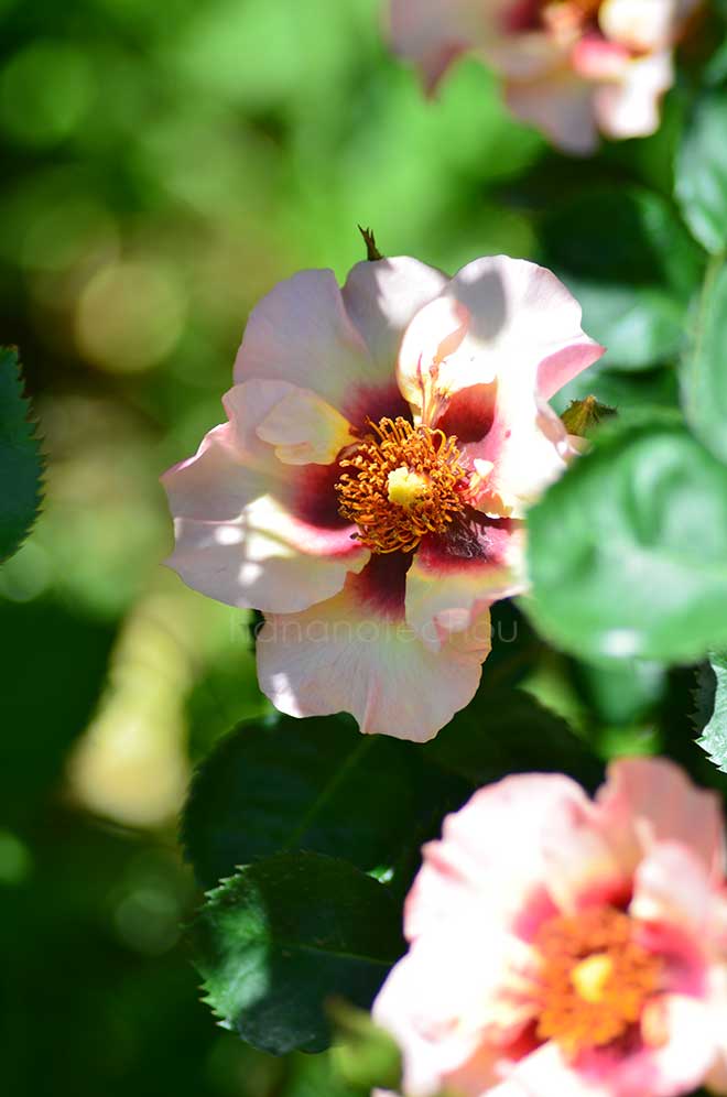 バラ アイコニック ピンク レモネード
|花の手帖の薔薇図鑑