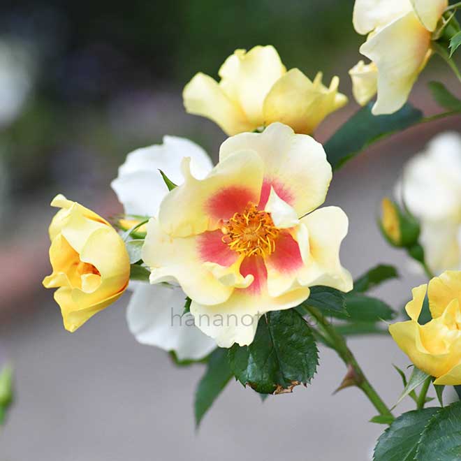 バラ アイ オブ ザ タイガー｜花の手帖の薔薇図鑑