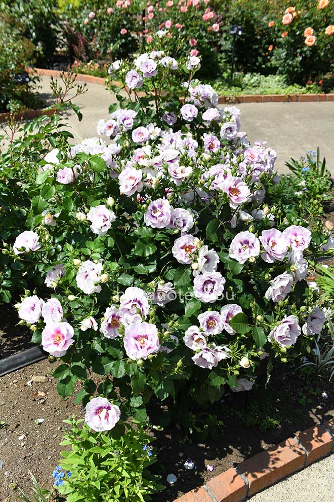 バラ アイズ フォー ユウ
｜花の手帖の薔薇図鑑